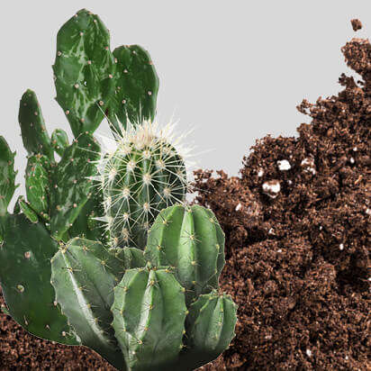 kakteenerde bubblenavibild